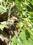 FZ008312 Butterfly on tree.jpg